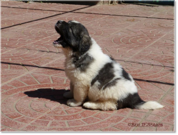 Chiots mâtin des Pyrénées de Reis D'Aragón