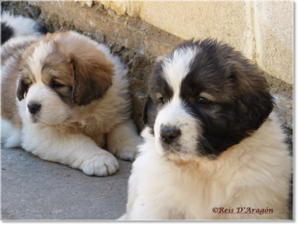 Chiots mâtin des Pyrénées de Reis D'Aragón