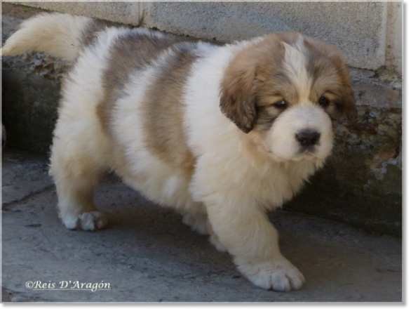 Chiots mâtin des Pyrénée de Reis D'Aragón