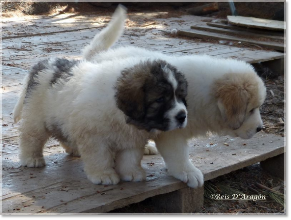 Chiots mâtin des Pyrénées de Reis D'Aragón