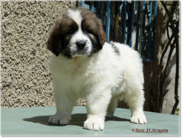 Chiots mâtin des Pyrénées de Reis D'Aragón