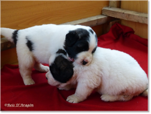 Chiots mâtin des Pyrénées de Reis D'Aragón