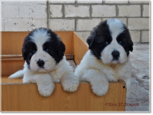 Chiots mâtin des Pyrénées de Reis D'Aragón