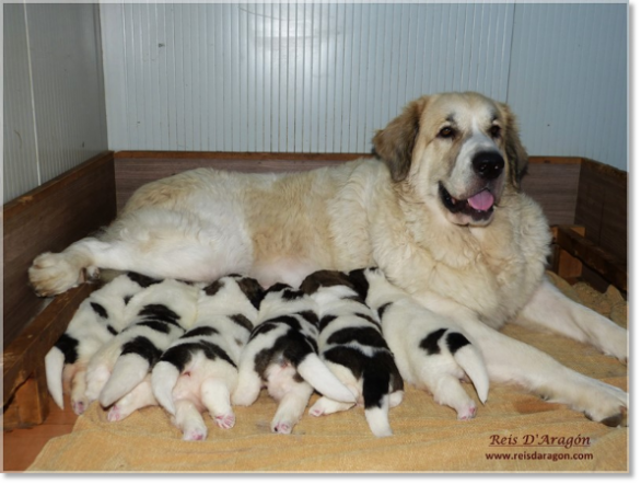 Chiots Mâtins des Pyrénées de Reis D'Aragón