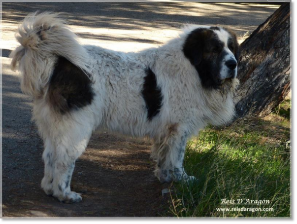 Mâtin des Pyrénées Zacarías Do Tarreo Grande. 6 ans