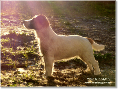 Caractère du Jack Russell Terrier