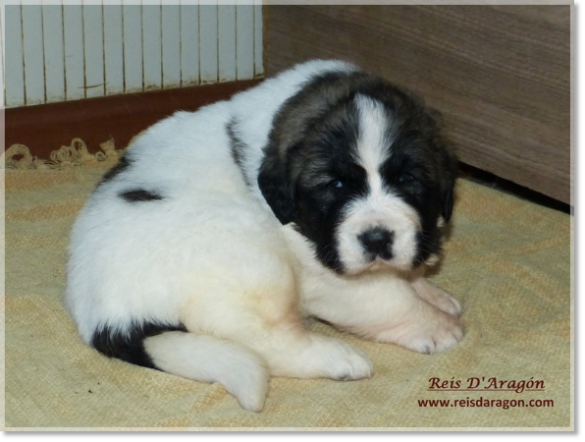 Chiots mâtin des Pyrénée de Reis D'Aragón