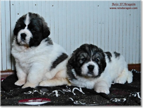 Chiots mâtin des Pyrénées de Reis D'Aragón