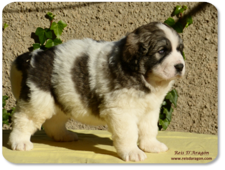 Chiot mâtin des Pyrénées portée "I" de Reis D'Aragón