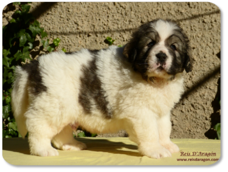 Chiot mâtin des Pyrénées portée "I" de Reis D'Aragón