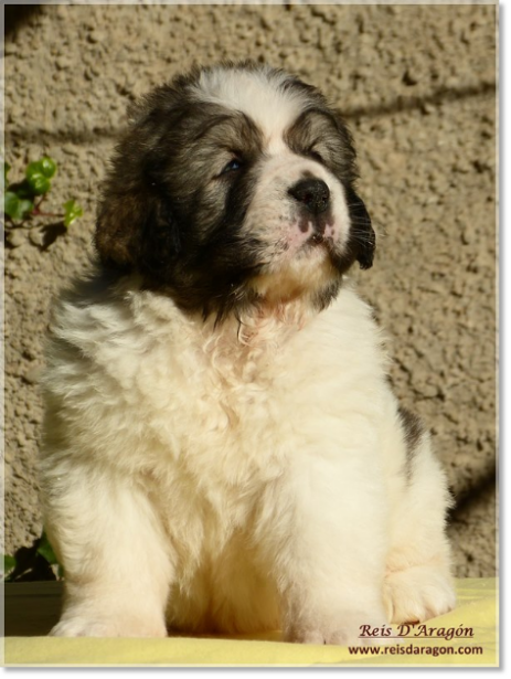 Chiots mâtin des Pyrénées de Reis D'Aragón