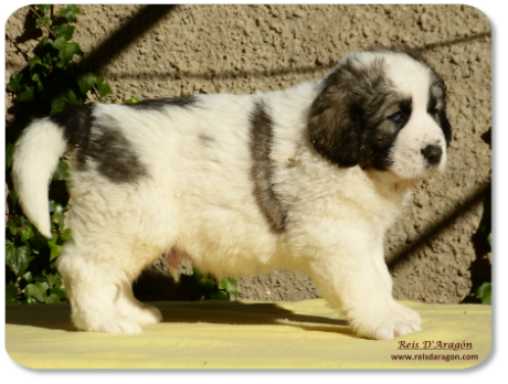 Chiot mâtin des Pyrénées portée "I" de Reis D'Aragón