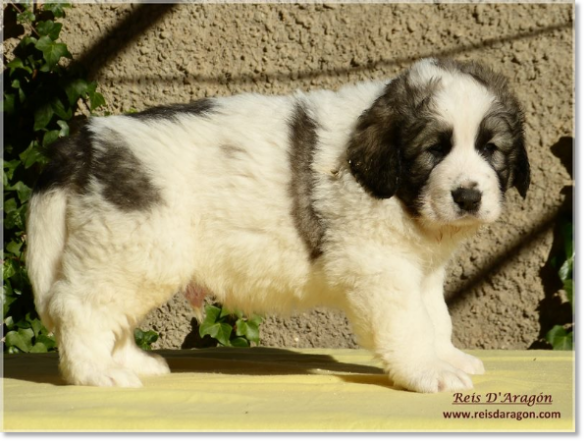 Chiots mâtin des Pyrénées de Reis D'Aragón