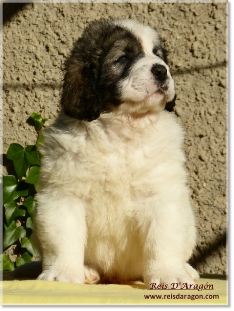 Chiots mâtin des Pyrénées de Reis D'Aragón