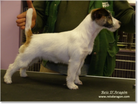 Toilettage du Jack Russell Terrier Toilettage du Jack Russell Terrier