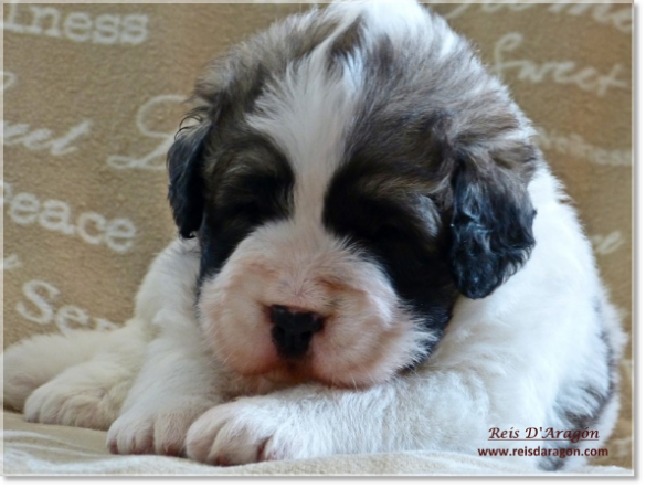 Chiots mâtin des Pyrénées de Reis D'Aragón