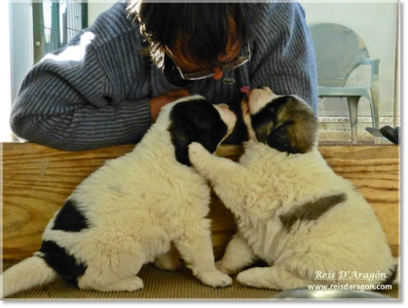 Chiots mâtin des Pyrénées de Reis D'Aragón