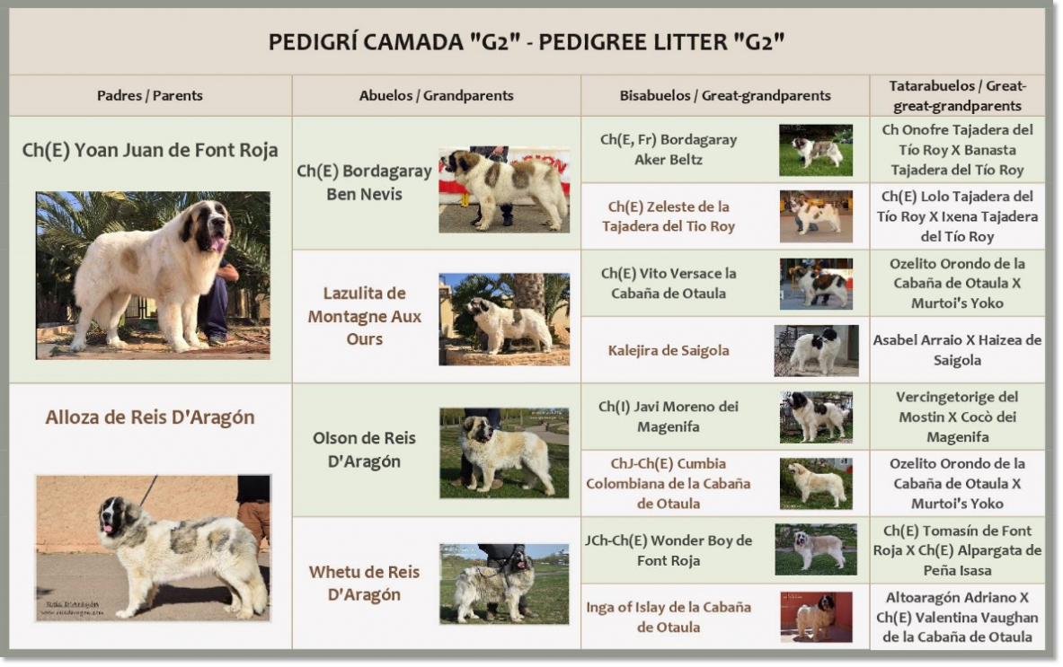 Pedigree des chiots mâtin des Pyrénées de Reis D'Aragón