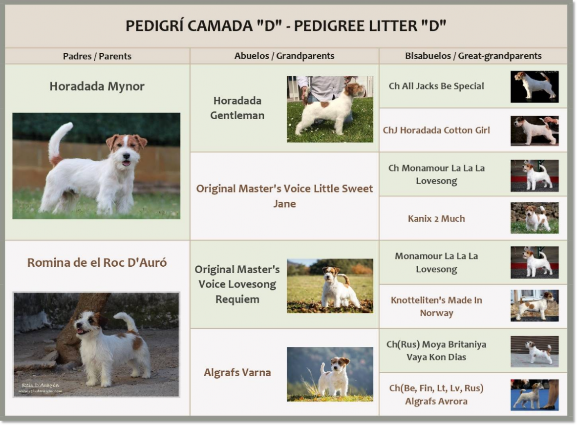 Pedigree des chiots Jack Russell Terrier de Reis D'Aragón Pedigree des chiots Jack Russell Terrier de Reis D'Aragón