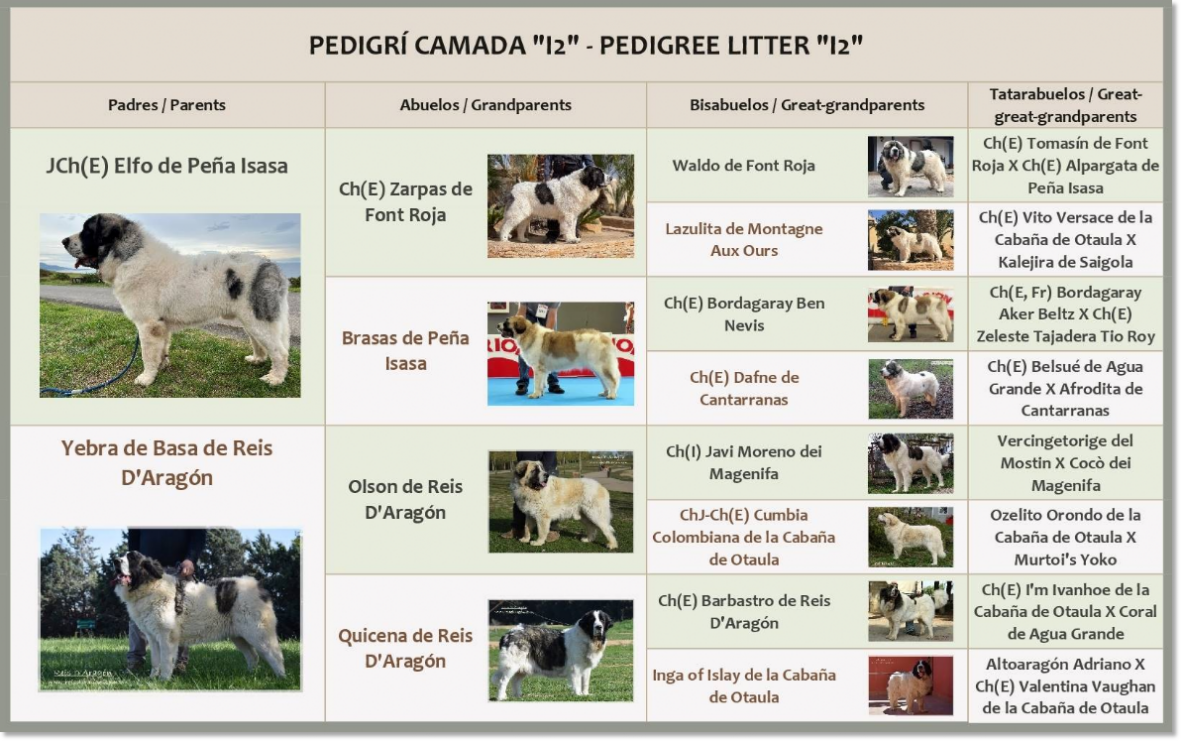 Pedigree des chiots mâtin des Pyrénées de Reis D'Aragón Pedigree des chiots mâtin des Pyrénées de Reis D'Aragón