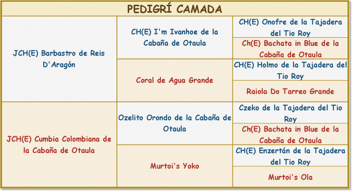 Pedigree des chiots mâtin des Pyrénées