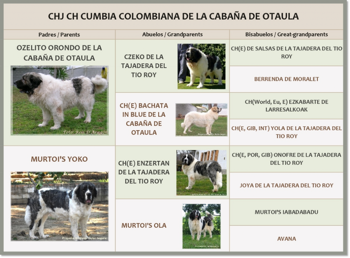 Pedigree de CH Cumbia Colombiana de la Cabaña de Otaula