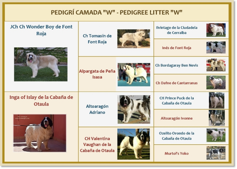 Pedigree des chiots