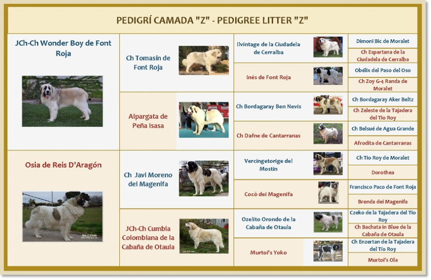 Pedigree des chiots