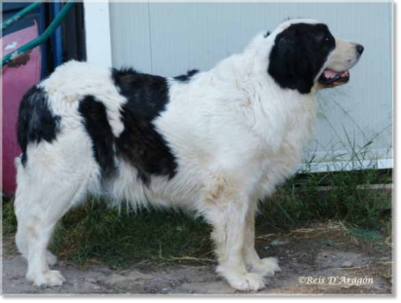 Mâtin des Pyrénées femelle Giuditta