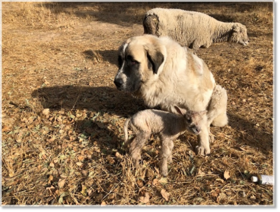 Les témoignages des familles de nos chiots Mâtin des Pyrénées