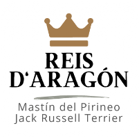 Reis D'Aragón. Mâtin des Pyrénées et Jack Russell Terrier
