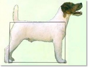 Standard officiel du Jack Russell Terrier