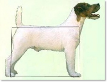 Standard officiel du Jack Russell Terrier Standard officiel du Jack Russell Terrier