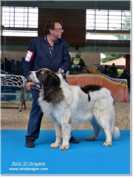 Exposition Canine Talavera 2015. CH Barbastro de Reis D'Aragón