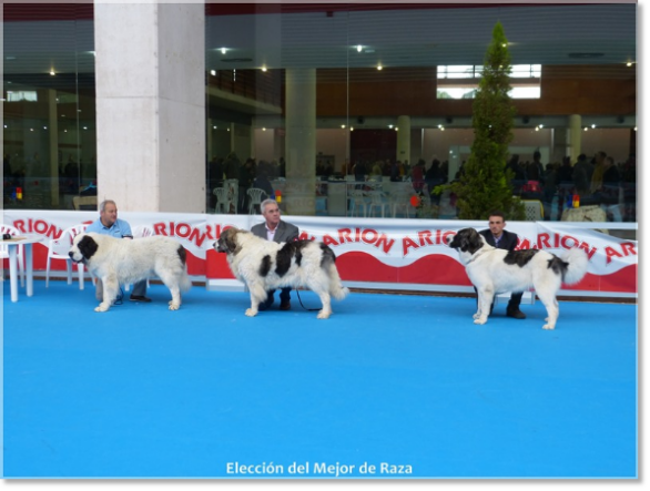 EXPOSITION INTERNATIONAL CANINE TALAVERA 2013