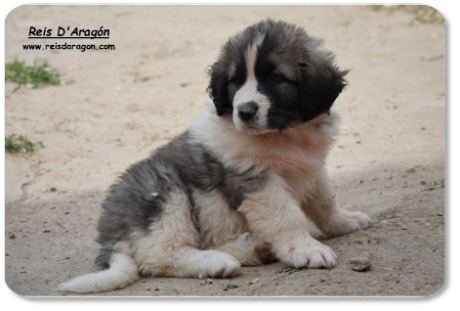 Chiot mâtin des Pyrénées portée "Z" de Reis D'Aragón