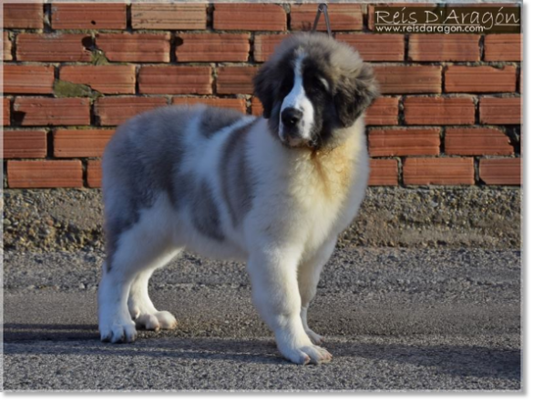 Chiots mâtin des Pyrénées de Reis D'Aragón