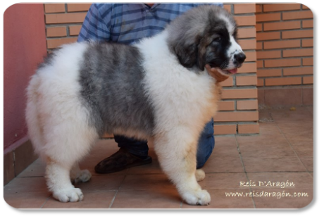 Chiot mâtin des Pyrénées Wagner Richard de Reis D'Aragón