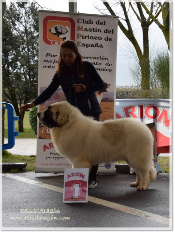 Riglos de Reis D'Aragón Meilleur chiot au national d'élevage du Mâtin des Pyrénées