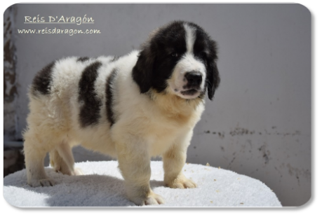 Chiot mâtin des Pyrénées portée "D2" de Reis D'Aragón Chiot mâtin des Pyrénées portée "D2" de Reis D'Aragón