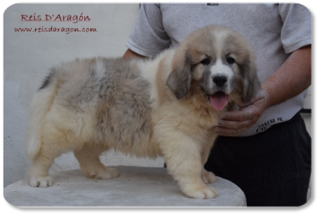 Chiot mâtin des Pyrénées portée "D2" de Reis D'Aragón Chiot mâtin des Pyrénées portée "D2" de Reis D'Aragón
