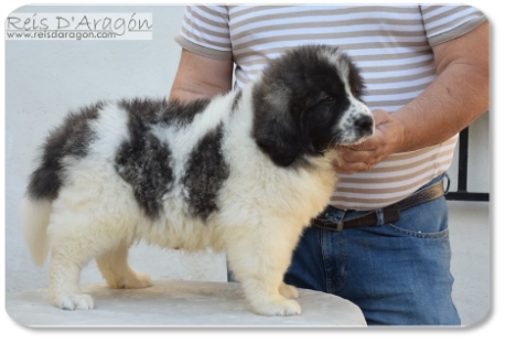 Chiot mâtin des Pyrénées portée "D2" de Reis D'Aragón Chiot mâtin des Pyrénées portée "D2" de Reis D'Aragón