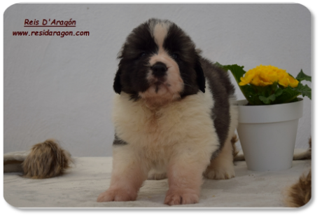 Chiot mâtin des Pyrénées portée "C2" de Reis D'Aragón