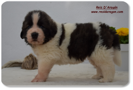 Chiot mâtin des Pyrénées portée "C2" de Reis D'Aragón