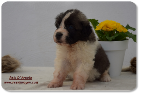 Chiot mâtin des Pyrénées portée "C2" de Reis D'Aragón