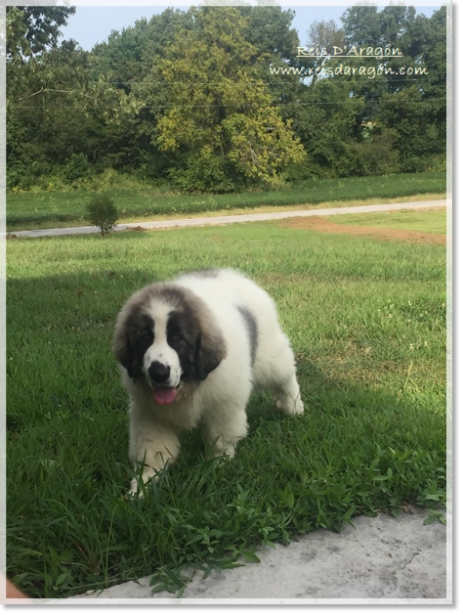 Chiot Mâtin des Pyrénées Wolfang Amadeus