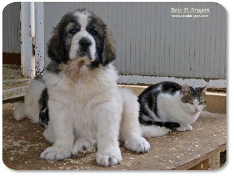 Chiot mâtin des Pyrénées portée "L" de Reis D'Aragón