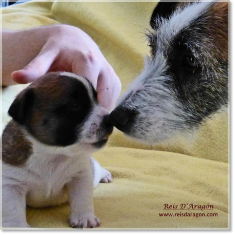 Soins du chiot Jack Russell Terrier