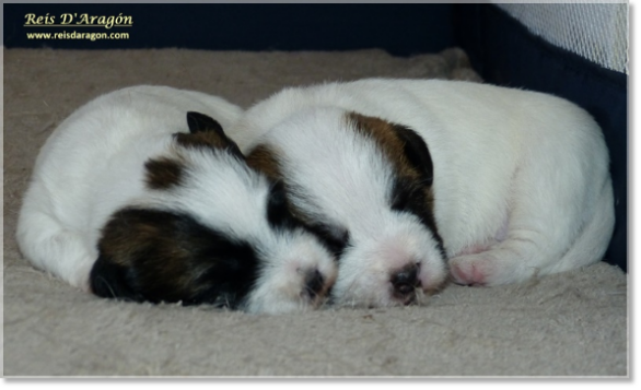 Chiots Jack Russell Terrier de Reis D'Aragón. Portée " B "