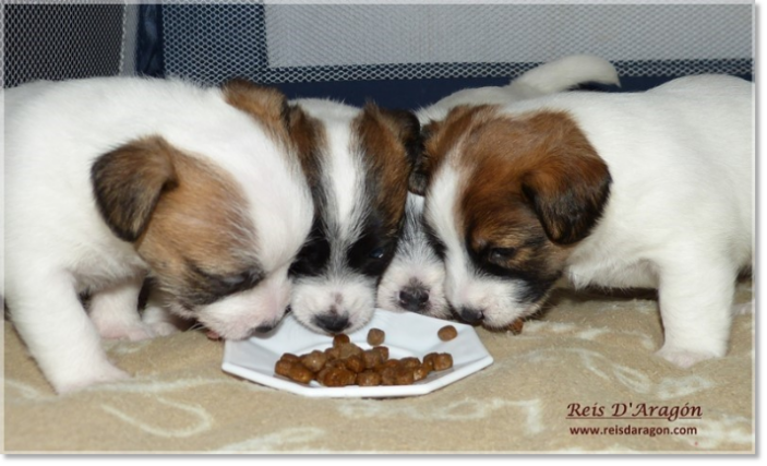 Soins du chiot Jack Russell Terrier